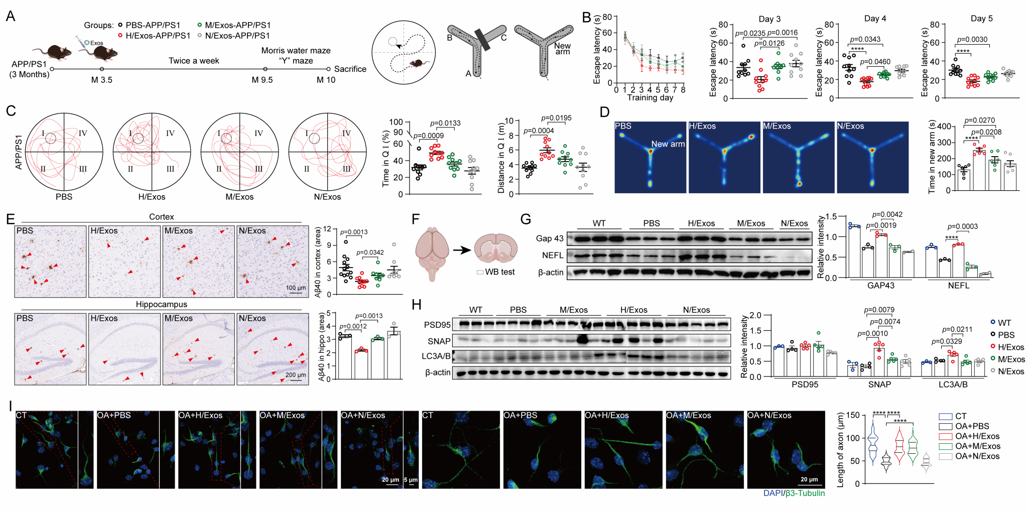 图 3 杂交细胞外泌体修复神经元损伤改善APPPS1小鼠认知功能.png