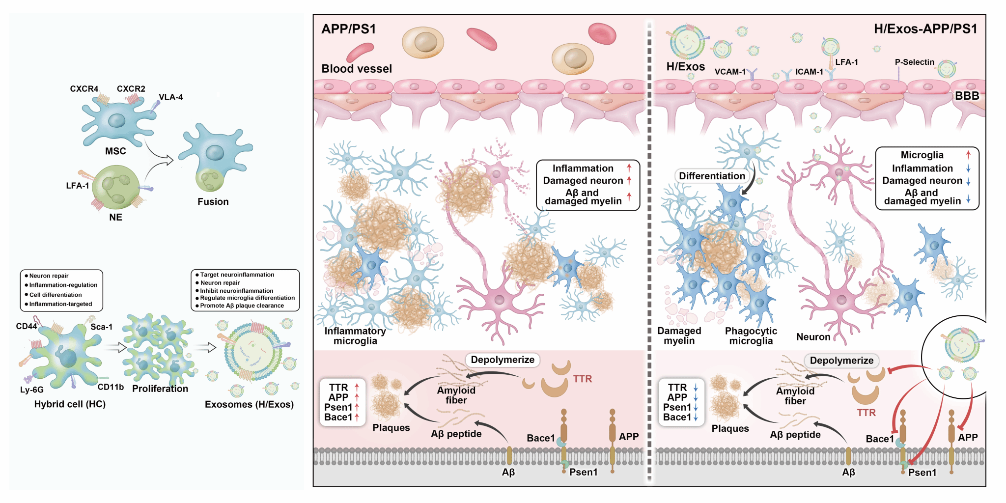 示意图 MSCs-NEs杂交细胞制备及其外泌体HExos精准治疗阿尔茨海默病的相关机制1.png